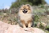 SPITZ ALLEMAND 280